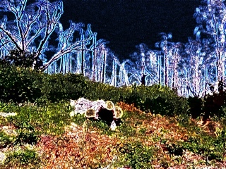 Paso Picacho Campground Tree Line